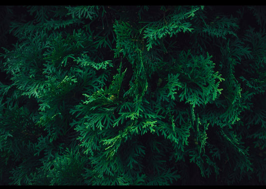 Thuja
